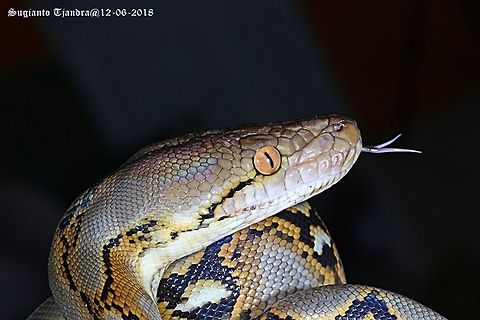 Phyton  Geotagged,Indonesia,Python reticulatus,Reticulated python,Summer