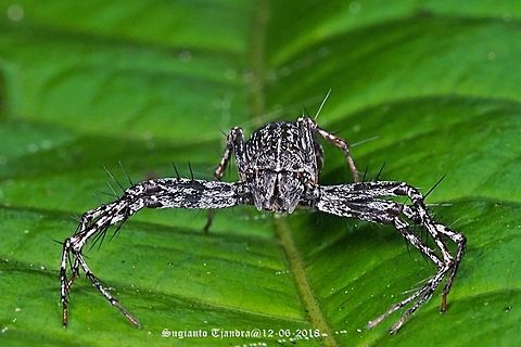 Black Lynx Spider, (Hamataliwa sp. or Hamadruas Sp???)  Fall,Geotagged,Indonesia