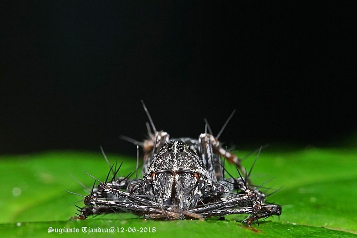 Black Lynx Spider, (Hamataliwa sp. or Hamadruas Sp???)  Fall,Geotagged,Indonesia
