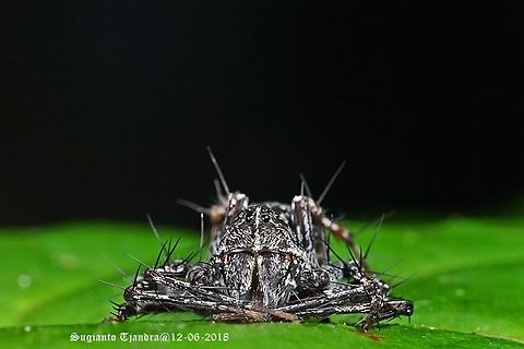 Black Lynx Spider, (Hamataliwa sp. or Hamadruas Sp???)  Fall,Geotagged,Indonesia
