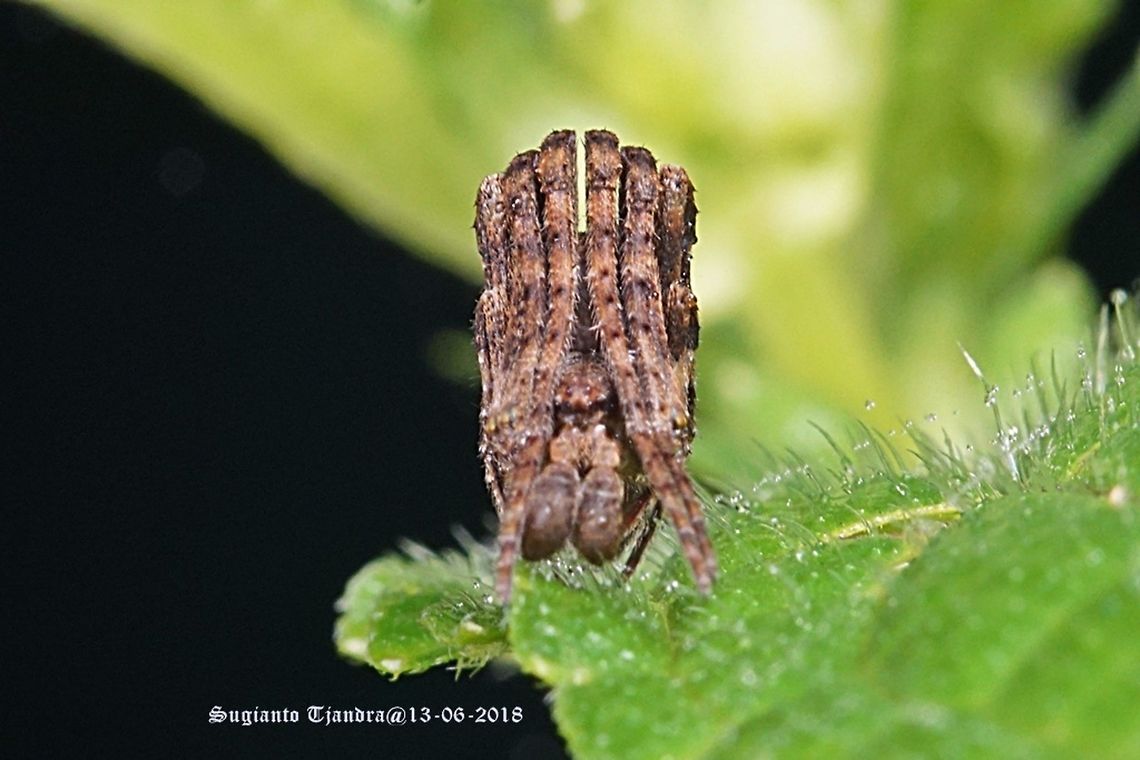 Tree Stump Spider, Poltys illepidus Smith  Fall,Geotagged,Indonesia,Poltys illepidus,Tree-stump Spider