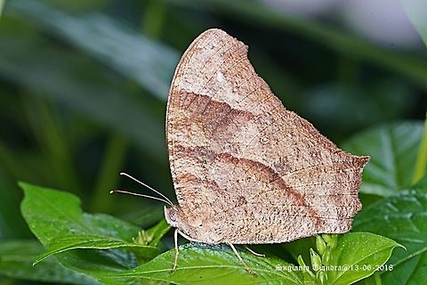 Common Evening Brown, Melanitis leda  Common evening brown,Fall,Geotagged,Indonesia,Melanitis leda