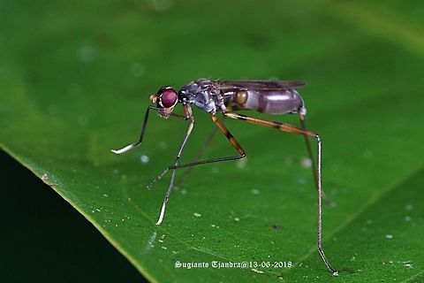 Stilt-legged fly, Micropezidae Sp  Fall,Geotagged,Indonesia