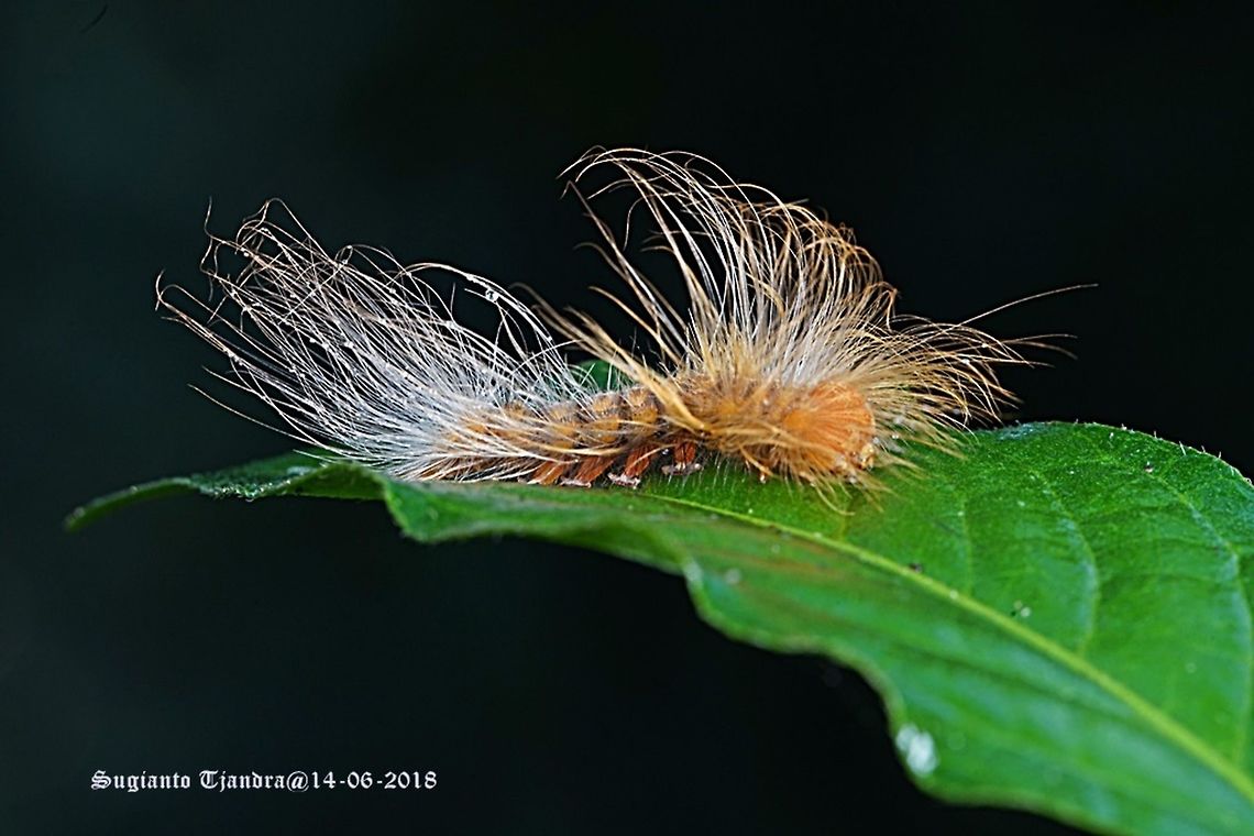 Hairy Caterpillar  Fall,Geotagged,Indonesia