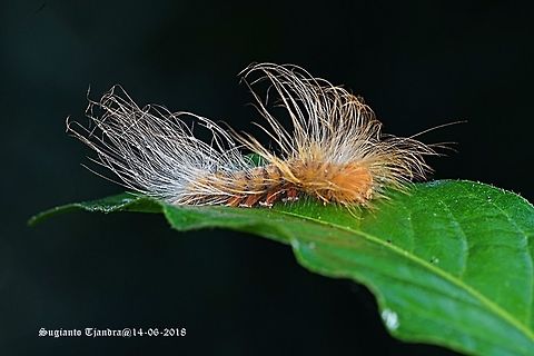 Hairy Caterpillar  Fall,Geotagged,Indonesia