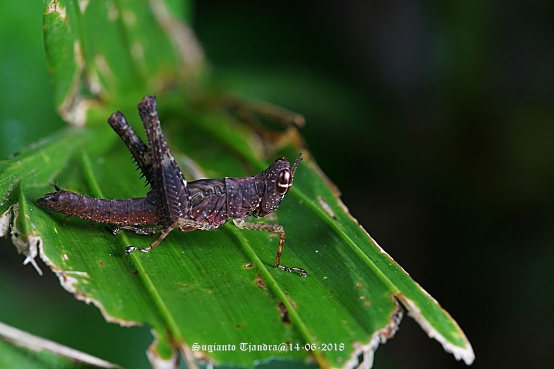Monkey Hopper, Erucius sp.  Fall,Geotagged,Indonesia