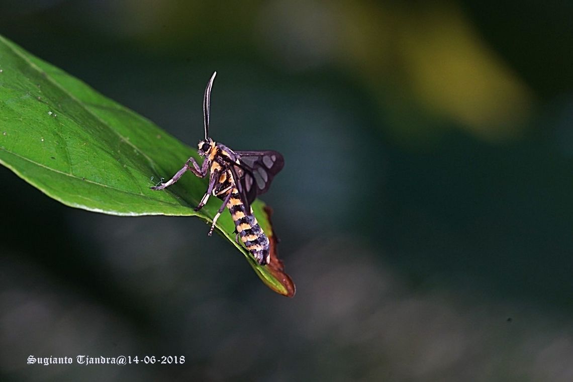 Ceryx claremontii (s.l.?) Wasp Moth (Syntomini), according to Alberto Zilli from the NHM a very good match for Ceryx claremontii, but the species may be in need of a revision.<br />
Other images of same species:<br />
<figure class="photo"><a href="https://www.jungledragon.com/image/61840/ceryx_claremontii_s.l.html" title="Ceryx claremontii (s.l.?)"><img src="https://s3.amazonaws.com/media.jungledragon.com/images/3184/61840_thumb.JPG?AWSAccessKeyId=05GMT0V3GWVNE7GGM1R2&Expires=1769040010&Signature=qiWKd7pEracl7EzU3h3fJA9NW5A%3D" width="200" height="134" alt="Ceryx claremontii (s.l.?) Wasp Moth (Syntomini), according to Alberto Zilli from the NHM a very good match for Ceryx claremontii, but the species may be in need of a revision.<br />
Other images of same species:<br />
https://www.jungledragon.com/image/61840/syntomini_caeneressa_sp._aff._diaphana_.html<br />
https://www.jungledragon.com/image/61794/syntomini_caeneressa_sp._aff._diaphana_.html<br />
https://www.jungledragon.com/image/61643/syntomini_caeneressa_sp._aff._diaphana_.html Arctiinae,Ceryx,Ceryx claremontii,Erebidae,Fall,Geotagged,Indonesia,Noctuoidea,Syntomini,Wasp Moth" /></a></figure><br />
<figure class="photo"><a href="https://www.jungledragon.com/image/61794/ceryx_claremontii_s.l.html" title="Ceryx claremontii (s.l.?)"><img src="https://s3.amazonaws.com/media.jungledragon.com/images/3184/61794_thumb.JPG?AWSAccessKeyId=05GMT0V3GWVNE7GGM1R2&Expires=1769040010&Signature=zr5CeOBHFjHoD4tj2T%2FiQbsWOjs%3D" width="200" height="134" alt="Ceryx claremontii (s.l.?) Wasp Moth (Syntomini), according to Alberto Zilli from the NHM a very good match for Ceryx claremontii, but the species may be in need of a revision.<br />
Other images of same species:<br />
https://www.jungledragon.com/image/61840/syntomini_caeneressa_sp._aff._diaphana_.html<br />
https://www.jungledragon.com/image/61794/syntomini_caeneressa_sp._aff._diaphana_.html<br />
https://www.jungledragon.com/image/61643/syntomini_caeneressa_sp._aff._diaphana_.html Arctiinae,Ceryx,Ceryx claremontii,Erebidae,Fall,Geotagged,Indonesia,Noctuoidea,Syntomini,Wasp Moth" /></a></figure><br />
<figure class="photo"><a href="https://www.jungledragon.com/image/61643/ceryx_claremontii_s.l.html" title="Ceryx claremontii (s.l.?)"><img src="https://s3.amazonaws.com/media.jungledragon.com/images/3184/61643_thumb.JPG?AWSAccessKeyId=05GMT0V3GWVNE7GGM1R2&Expires=1769040010&Signature=%2Ba03%2FoHpp7P7vQPAlVoEx2qQKfw%3D" width="200" height="134" alt="Ceryx claremontii (s.l.?) Wasp Moth (Syntomini), according to Alberto Zilli from the NHM a very good match for Ceryx claremontii, but the species may be in need of a revision.<br />
Other images of same species:<br />
https://www.jungledragon.com/image/61840/syntomini_caeneressa_sp._aff._diaphana_.html<br />
https://www.jungledragon.com/image/61794/syntomini_caeneressa_sp._aff._diaphana_.html<br />
https://www.jungledragon.com/image/61643/syntomini_caeneressa_sp._aff._diaphana_.html Arctiinae,Ceryx,Ceryx claremontii,Erebidae,Fall,Geotagged,Indonesia,Noctuoidea,Syntomini,Wasp Moth" /></a></figure> Arctiinae,Ceryx,Ceryx claremontii,Erebidae,Fall,Geotagged,Indonesia,Noctuoidea,Syntomini,Wasp Moth
