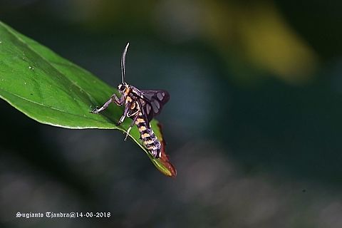 Ceryx claremontii (s.l.?) Wasp Moth (Syntomini), according to Alberto Zilli from the NHM a very good match for Ceryx claremontii, but the species may be in need of a revision.
Other images of same species:
https://www.jungledragon.com/image/61840/syntomini_caeneressa_sp._aff._diaphana_.html
https://www.jungledragon.com/image/61794/syntomini_caeneressa_sp._aff._diaphana_.html
https://www.jungledragon.com/image/61643/syntomini_caeneressa_sp._aff._diaphana_.html Arctiinae,Ceryx,Ceryx claremontii,Erebidae,Fall,Geotagged,Indonesia,Noctuoidea,Syntomini,Wasp Moth
