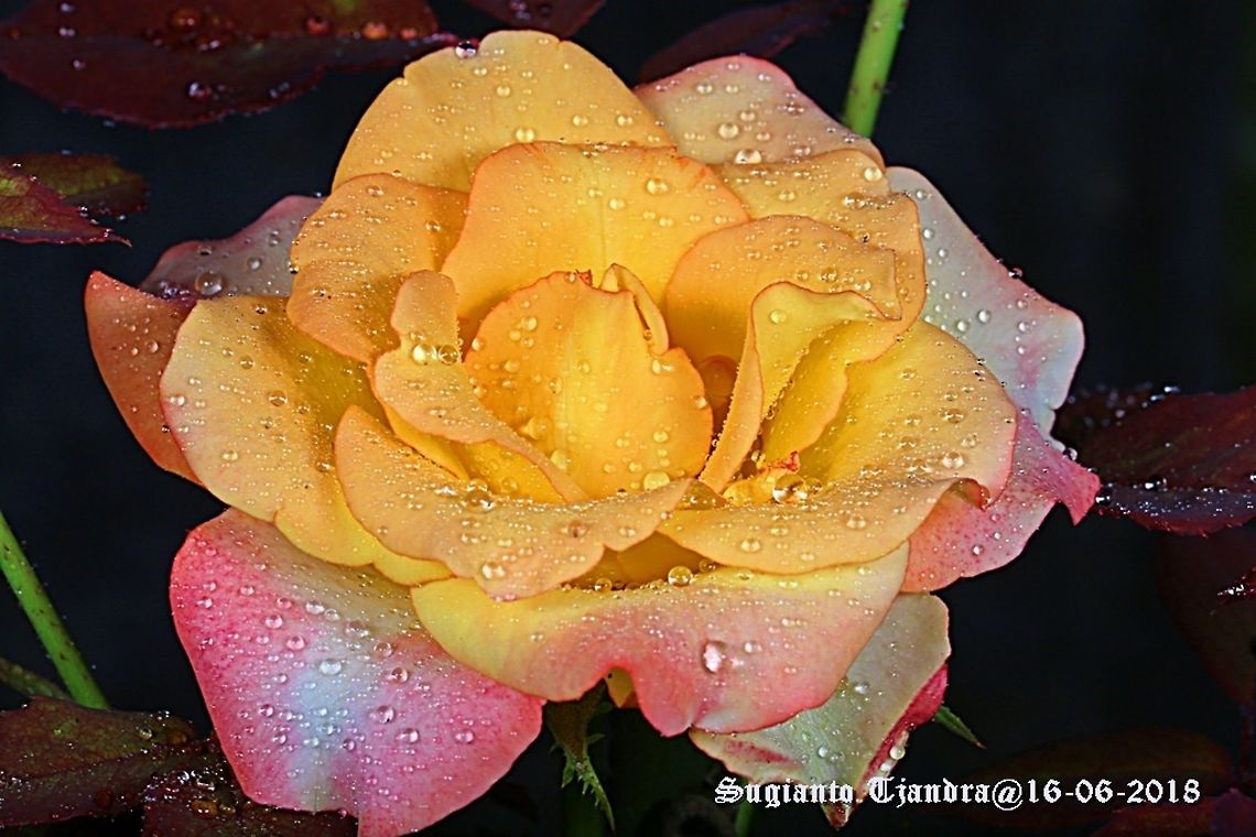 Rose flower  Fall,Geotagged,Indonesia