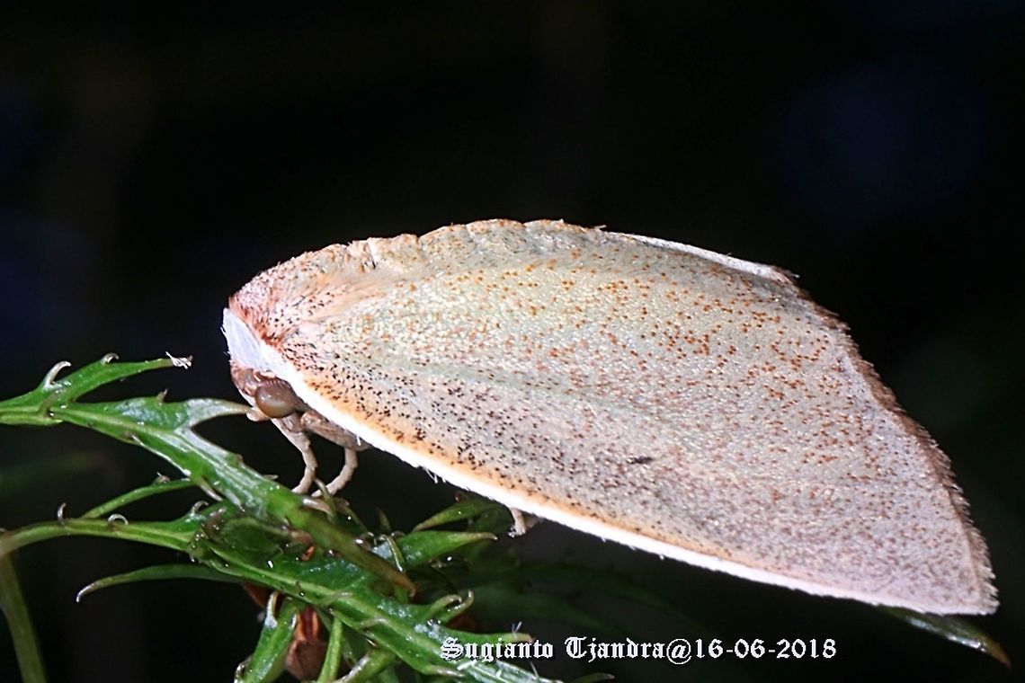 Moth  Fall,Geotagged,Indonesia