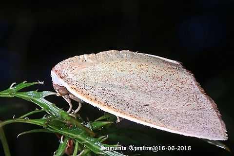 Moth  Fall,Geotagged,Indonesia
