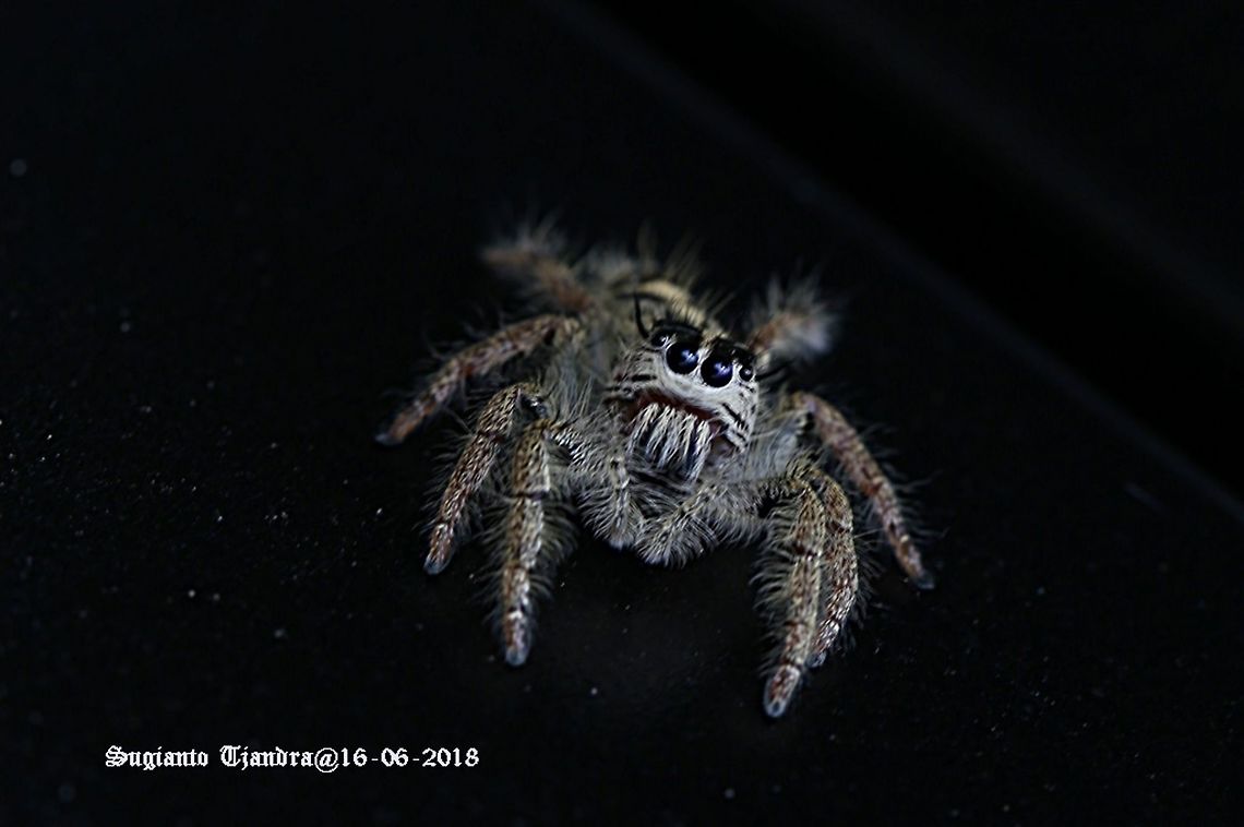 Jumping Spider  Fall,Geotagged,Hyllus diardi,Indonesia