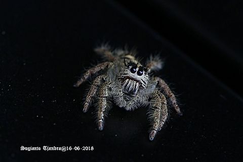 Jumping Spider  Fall,Geotagged,Hyllus diardi,Indonesia