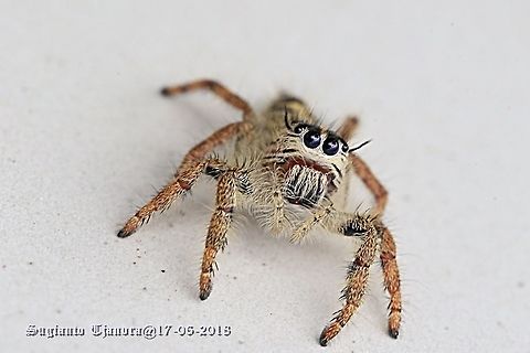 Jumping Spider  Fall,Geotagged,Hyllus diardi,Indonesia