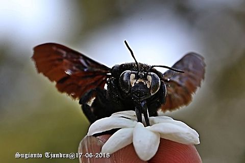 Carpenter Bee  Fall,Geotagged,Indonesia