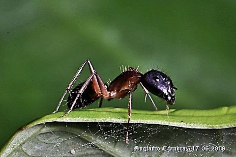 Black Garden Ant, Lasius  Fall,Geotagged,Indonesia