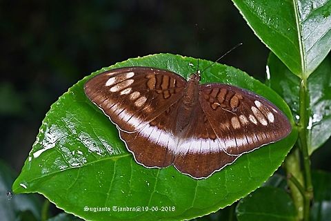 Horsfield's Baron, Java Tanaecia Cynitia iapis iapis-female  Chrysococcyx basalis,Fall,Geotagged,Horsfield's Baron,Horsfields bronze cuckoo,Indonesia,Tanaecia iapis