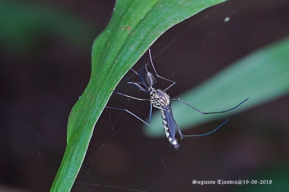 Mosquito  Fall,Geotagged,Indonesia