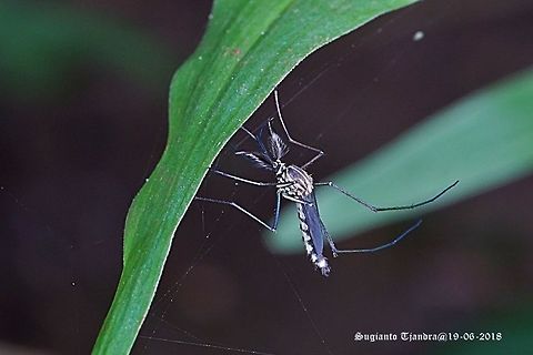 Mosquito  Fall,Geotagged,Indonesia