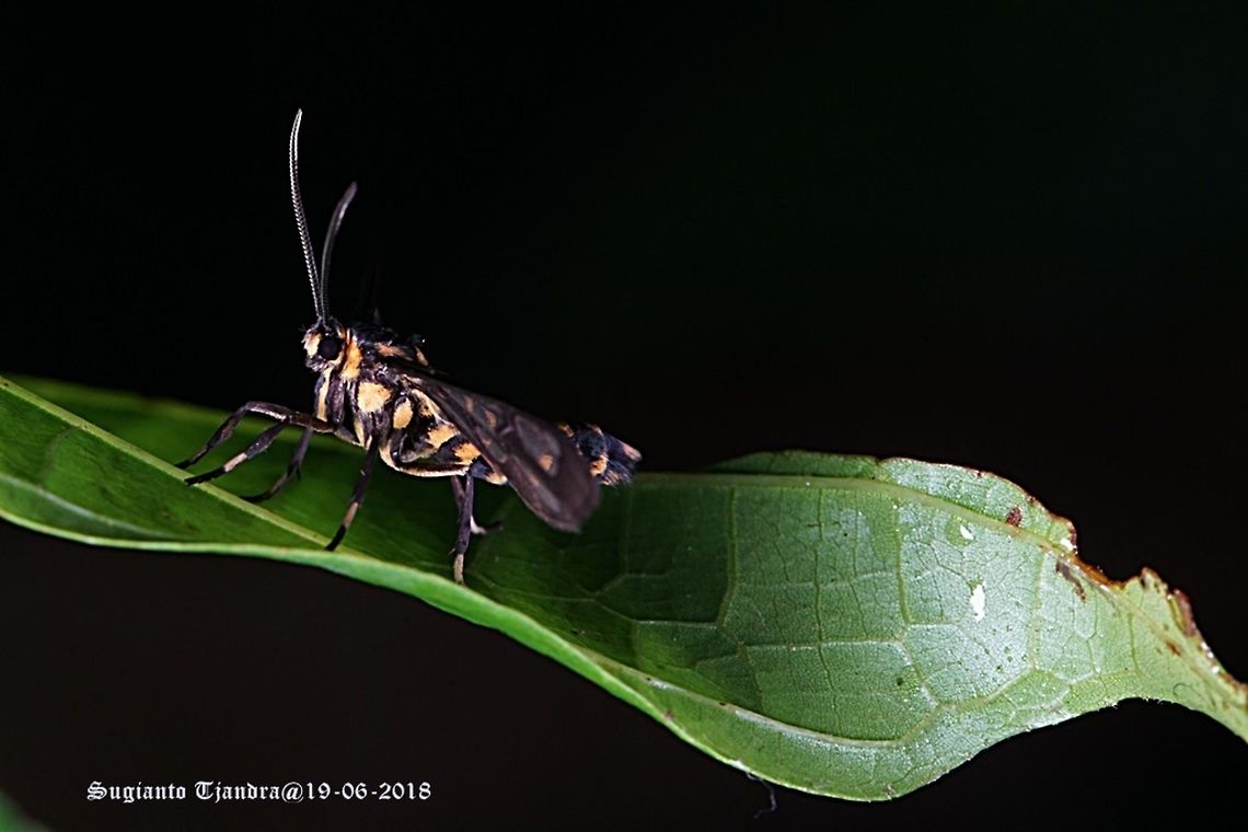 Ceryx claremontii (s.l.?) Wasp Moth (Syntomini), according to Alberto Zilli from the NHM a very good match for Ceryx claremontii, but the species may be in need of a revision.<br />
Other images of same species:<br />
<figure class="photo"><a href="https://www.jungledragon.com/image/61840/ceryx_claremontii_s.l.html" title="Ceryx claremontii (s.l.?)"><img src="https://s3.amazonaws.com/media.jungledragon.com/images/3184/61840_thumb.JPG?AWSAccessKeyId=05GMT0V3GWVNE7GGM1R2&Expires=1759968010&Signature=EFPKxfuRRbZC1YoUnAxDlpNnj%2FE%3D" width="200" height="134" alt="Ceryx claremontii (s.l.?) Wasp Moth (Syntomini), according to Alberto Zilli from the NHM a very good match for Ceryx claremontii, but the species may be in need of a revision.<br />
Other images of same species:<br />
https://www.jungledragon.com/image/61840/syntomini_caeneressa_sp._aff._diaphana_.html<br />
https://www.jungledragon.com/image/61794/syntomini_caeneressa_sp._aff._diaphana_.html<br />
https://www.jungledragon.com/image/61643/syntomini_caeneressa_sp._aff._diaphana_.html Arctiinae,Ceryx,Ceryx claremontii,Erebidae,Fall,Geotagged,Indonesia,Noctuoidea,Syntomini,Wasp Moth" /></a></figure><br />
<figure class="photo"><a href="https://www.jungledragon.com/image/61794/ceryx_claremontii_s.l.html" title="Ceryx claremontii (s.l.?)"><img src="https://s3.amazonaws.com/media.jungledragon.com/images/3184/61794_thumb.JPG?AWSAccessKeyId=05GMT0V3GWVNE7GGM1R2&Expires=1759968010&Signature=dQ6ZOAvVAyJwg6S4AyzpITS6RY8%3D" width="200" height="134" alt="Ceryx claremontii (s.l.?) Wasp Moth (Syntomini), according to Alberto Zilli from the NHM a very good match for Ceryx claremontii, but the species may be in need of a revision.<br />
Other images of same species:<br />
https://www.jungledragon.com/image/61840/syntomini_caeneressa_sp._aff._diaphana_.html<br />
https://www.jungledragon.com/image/61794/syntomini_caeneressa_sp._aff._diaphana_.html<br />
https://www.jungledragon.com/image/61643/syntomini_caeneressa_sp._aff._diaphana_.html Arctiinae,Ceryx,Ceryx claremontii,Erebidae,Fall,Geotagged,Indonesia,Noctuoidea,Syntomini,Wasp Moth" /></a></figure><br />
<figure class="photo"><a href="https://www.jungledragon.com/image/61643/ceryx_claremontii_s.l.html" title="Ceryx claremontii (s.l.?)"><img src="https://s3.amazonaws.com/media.jungledragon.com/images/3184/61643_thumb.JPG?AWSAccessKeyId=05GMT0V3GWVNE7GGM1R2&Expires=1759968010&Signature=0oJMcYMciXTsVop8bUrsw2CayfE%3D" width="200" height="134" alt="Ceryx claremontii (s.l.?) Wasp Moth (Syntomini), according to Alberto Zilli from the NHM a very good match for Ceryx claremontii, but the species may be in need of a revision.<br />
Other images of same species:<br />
https://www.jungledragon.com/image/61840/syntomini_caeneressa_sp._aff._diaphana_.html<br />
https://www.jungledragon.com/image/61794/syntomini_caeneressa_sp._aff._diaphana_.html<br />
https://www.jungledragon.com/image/61643/syntomini_caeneressa_sp._aff._diaphana_.html Arctiinae,Ceryx,Ceryx claremontii,Erebidae,Fall,Geotagged,Indonesia,Noctuoidea,Syntomini,Wasp Moth" /></a></figure> Arctiinae,Ceryx,Ceryx claremontii,Erebidae,Fall,Geotagged,Indonesia,Noctuoidea,Syntomini,Wasp Moth