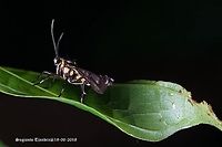 Ceryx claremontii (s.l.?) Wasp Moth (Syntomini), according to Alberto Zilli from the NHM a very good match for Ceryx claremontii, but the species may be in need of a revision.<br />
Other images of same species:<br />
https://www.jungledragon.com/image/61840/syntomini_caeneressa_sp._aff._diaphana_.html<br />
https://www.jungledragon.com/image/61794/syntomini_caeneressa_sp._aff._diaphana_.html<br />
https://www.jungledragon.com/image/61643/syntomini_caeneressa_sp._aff._diaphana_.html Arctiinae,Ceryx,Ceryx claremontii,Erebidae,Fall,Geotagged,Indonesia,Noctuoidea,Syntomini,Wasp Moth