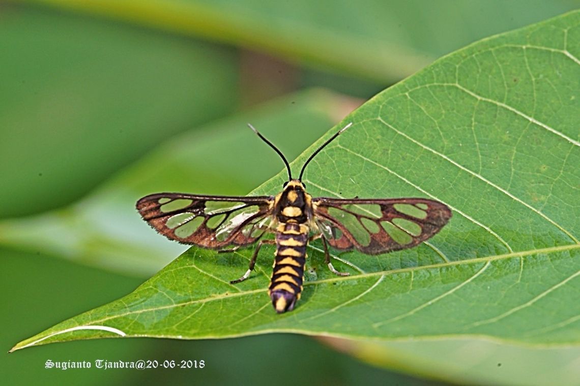 Ceryx claremontii (s.l.?) Wasp Moth (Syntomini), according to Alberto Zilli from the NHM a very good match for Ceryx claremontii, but the species may be in need of a revision.<br />
Other images of same species:<br />
<figure class="photo"><a href="https://www.jungledragon.com/image/61840/ceryx_claremontii_s.l.html" title="Ceryx claremontii (s.l.?)"><img src="https://s3.amazonaws.com/media.jungledragon.com/images/3184/61840_thumb.JPG?AWSAccessKeyId=05GMT0V3GWVNE7GGM1R2&Expires=1759968010&Signature=EFPKxfuRRbZC1YoUnAxDlpNnj%2FE%3D" width="200" height="134" alt="Ceryx claremontii (s.l.?) Wasp Moth (Syntomini), according to Alberto Zilli from the NHM a very good match for Ceryx claremontii, but the species may be in need of a revision.<br />
Other images of same species:<br />
https://www.jungledragon.com/image/61840/syntomini_caeneressa_sp._aff._diaphana_.html<br />
https://www.jungledragon.com/image/61794/syntomini_caeneressa_sp._aff._diaphana_.html<br />
https://www.jungledragon.com/image/61643/syntomini_caeneressa_sp._aff._diaphana_.html Arctiinae,Ceryx,Ceryx claremontii,Erebidae,Fall,Geotagged,Indonesia,Noctuoidea,Syntomini,Wasp Moth" /></a></figure><br />
<figure class="photo"><a href="https://www.jungledragon.com/image/61794/ceryx_claremontii_s.l.html" title="Ceryx claremontii (s.l.?)"><img src="https://s3.amazonaws.com/media.jungledragon.com/images/3184/61794_thumb.JPG?AWSAccessKeyId=05GMT0V3GWVNE7GGM1R2&Expires=1759968010&Signature=dQ6ZOAvVAyJwg6S4AyzpITS6RY8%3D" width="200" height="134" alt="Ceryx claremontii (s.l.?) Wasp Moth (Syntomini), according to Alberto Zilli from the NHM a very good match for Ceryx claremontii, but the species may be in need of a revision.<br />
Other images of same species:<br />
https://www.jungledragon.com/image/61840/syntomini_caeneressa_sp._aff._diaphana_.html<br />
https://www.jungledragon.com/image/61794/syntomini_caeneressa_sp._aff._diaphana_.html<br />
https://www.jungledragon.com/image/61643/syntomini_caeneressa_sp._aff._diaphana_.html Arctiinae,Ceryx,Ceryx claremontii,Erebidae,Fall,Geotagged,Indonesia,Noctuoidea,Syntomini,Wasp Moth" /></a></figure><br />
<figure class="photo"><a href="https://www.jungledragon.com/image/61643/ceryx_claremontii_s.l.html" title="Ceryx claremontii (s.l.?)"><img src="https://s3.amazonaws.com/media.jungledragon.com/images/3184/61643_thumb.JPG?AWSAccessKeyId=05GMT0V3GWVNE7GGM1R2&Expires=1759968010&Signature=0oJMcYMciXTsVop8bUrsw2CayfE%3D" width="200" height="134" alt="Ceryx claremontii (s.l.?) Wasp Moth (Syntomini), according to Alberto Zilli from the NHM a very good match for Ceryx claremontii, but the species may be in need of a revision.<br />
Other images of same species:<br />
https://www.jungledragon.com/image/61840/syntomini_caeneressa_sp._aff._diaphana_.html<br />
https://www.jungledragon.com/image/61794/syntomini_caeneressa_sp._aff._diaphana_.html<br />
https://www.jungledragon.com/image/61643/syntomini_caeneressa_sp._aff._diaphana_.html Arctiinae,Ceryx,Ceryx claremontii,Erebidae,Fall,Geotagged,Indonesia,Noctuoidea,Syntomini,Wasp Moth" /></a></figure> Arctiinae,Ceryx,Ceryx claremontii,Erebidae,Fall,Geotagged,Indonesia,Noctuoidea,Syntomini,Wasp Moth