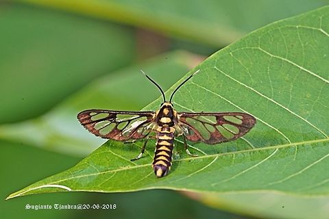 Ceryx claremontii (s.l.?) Wasp Moth (Syntomini), according to Alberto Zilli from the NHM a very good match for Ceryx claremontii, but the species may be in need of a revision.
Other images of same species:
https://www.jungledragon.com/image/61840/syntomini_caeneressa_sp._aff._diaphana_.html
https://www.jungledragon.com/image/61794/syntomini_caeneressa_sp._aff._diaphana_.html
https://www.jungledragon.com/image/61643/syntomini_caeneressa_sp._aff._diaphana_.html Arctiinae,Ceryx,Ceryx claremontii,Erebidae,Fall,Geotagged,Indonesia,Noctuoidea,Syntomini,Wasp Moth