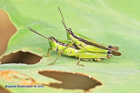 Grasshopper - mating  Fall,Geotagged,Indonesia