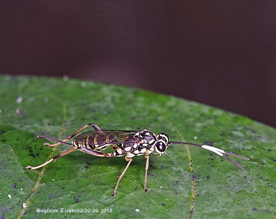 Ichneumon Wasp  Fall,Geotagged,Indonesia