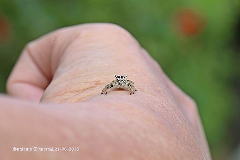 Jumping Spider  Fall,Geotagged,Indonesia