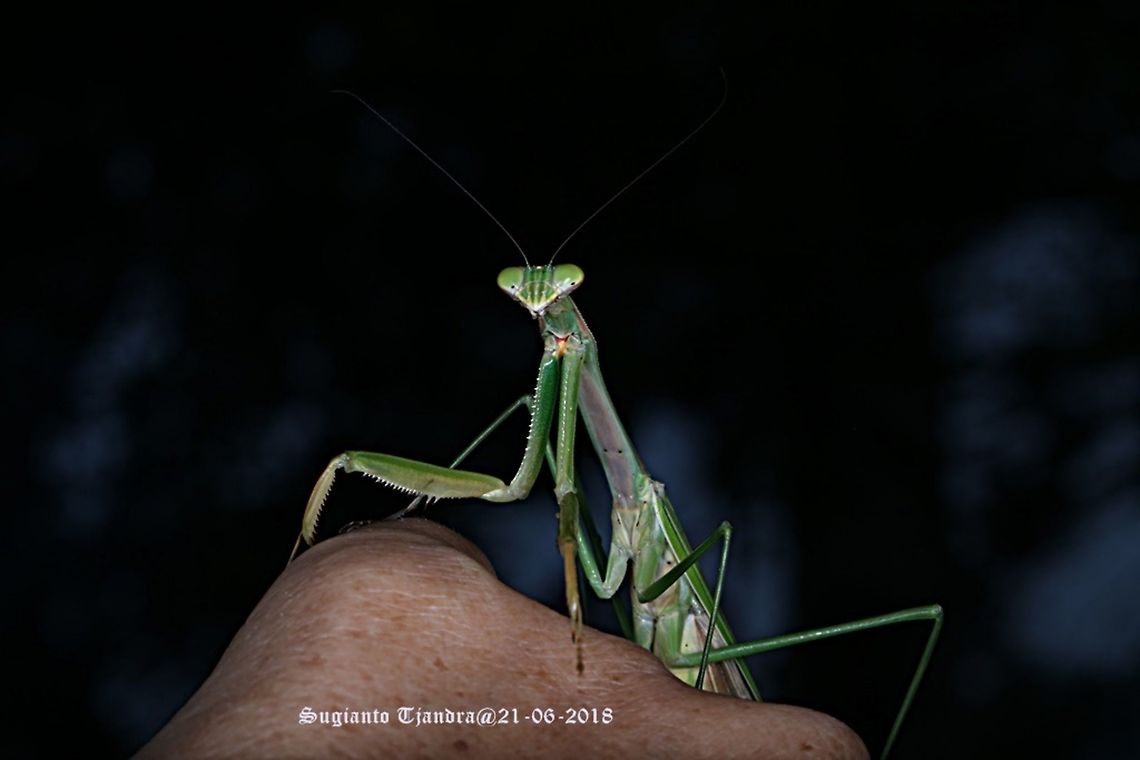 Praying Mantis/Giant Asian Mantis, Hierodula sp  Fall,Geotagged,Giant Asian mantis,Hierodula,Hierodula grandis,Hierodula patellifera,Indonesia