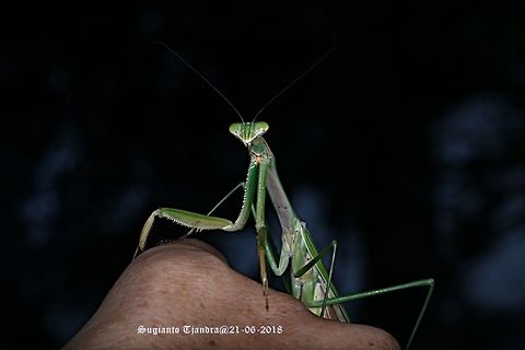 Praying Mantis/Giant Asian Mantis, Hierodula sp  Fall,Geotagged,Giant Asian mantis,Hierodula,Hierodula grandis,Hierodula patellifera,Indonesia