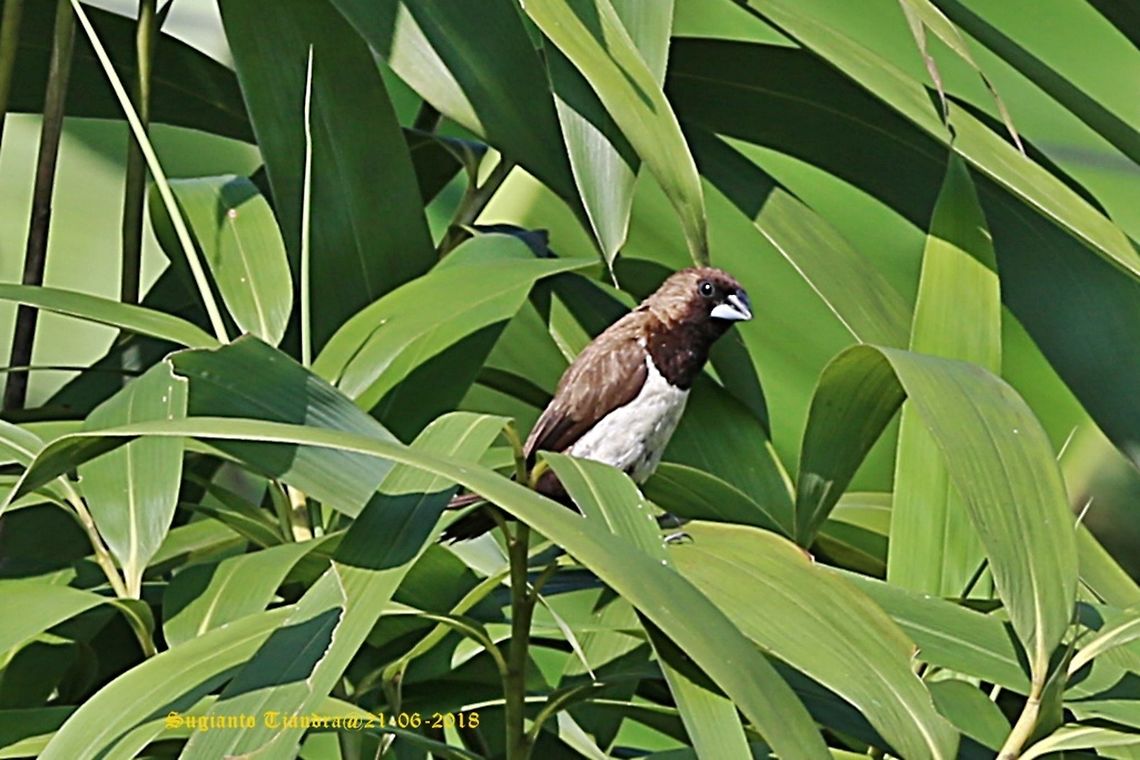 white-rumped munia, Lonchura Striata  Fall,Geotagged,Indonesia,Lonchura striata,white rumped munia