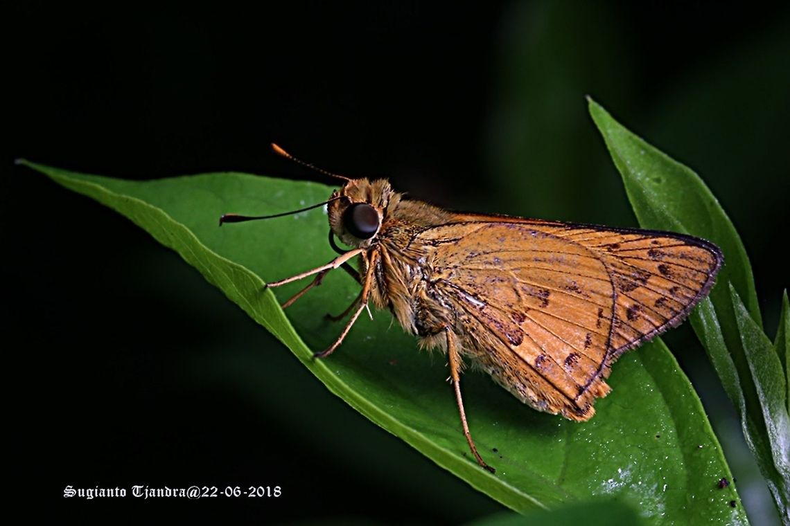 Telicota besta (Besta Palm Dart)  Fall,Geotagged,Indonesia,Telicota besta