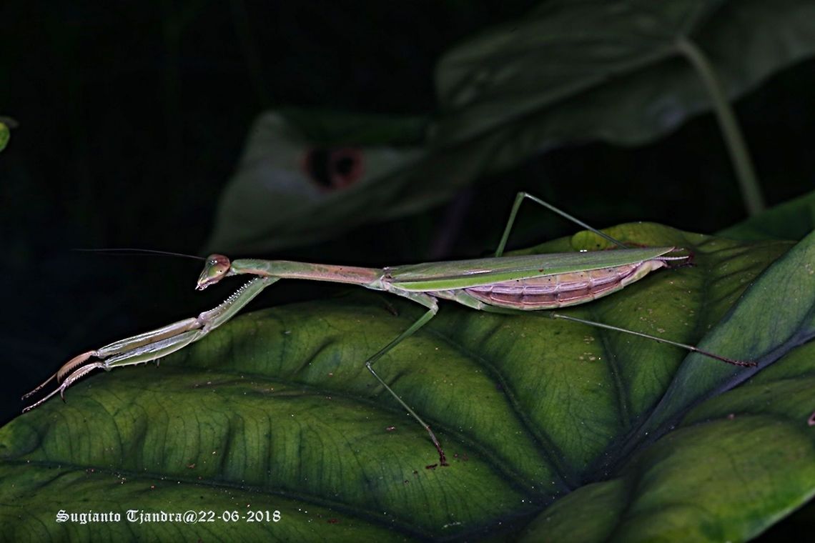 Praying Mantis/Giant Asian Mantis, Hierodula sp  Fall,Geotagged,Giant Asian mantis,Hierodula patellifera,Indonesia