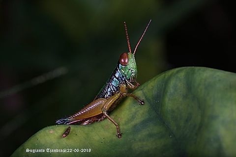 Grasshopper, Caryanda Spuria  Caryanda spuria,Fall,Geotagged,Indonesia