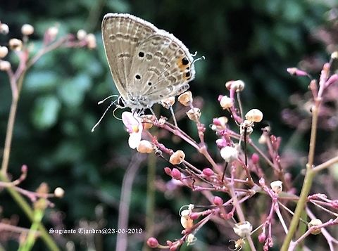 Cycad Blue Butterfly  Fall,Geotagged,Indonesia