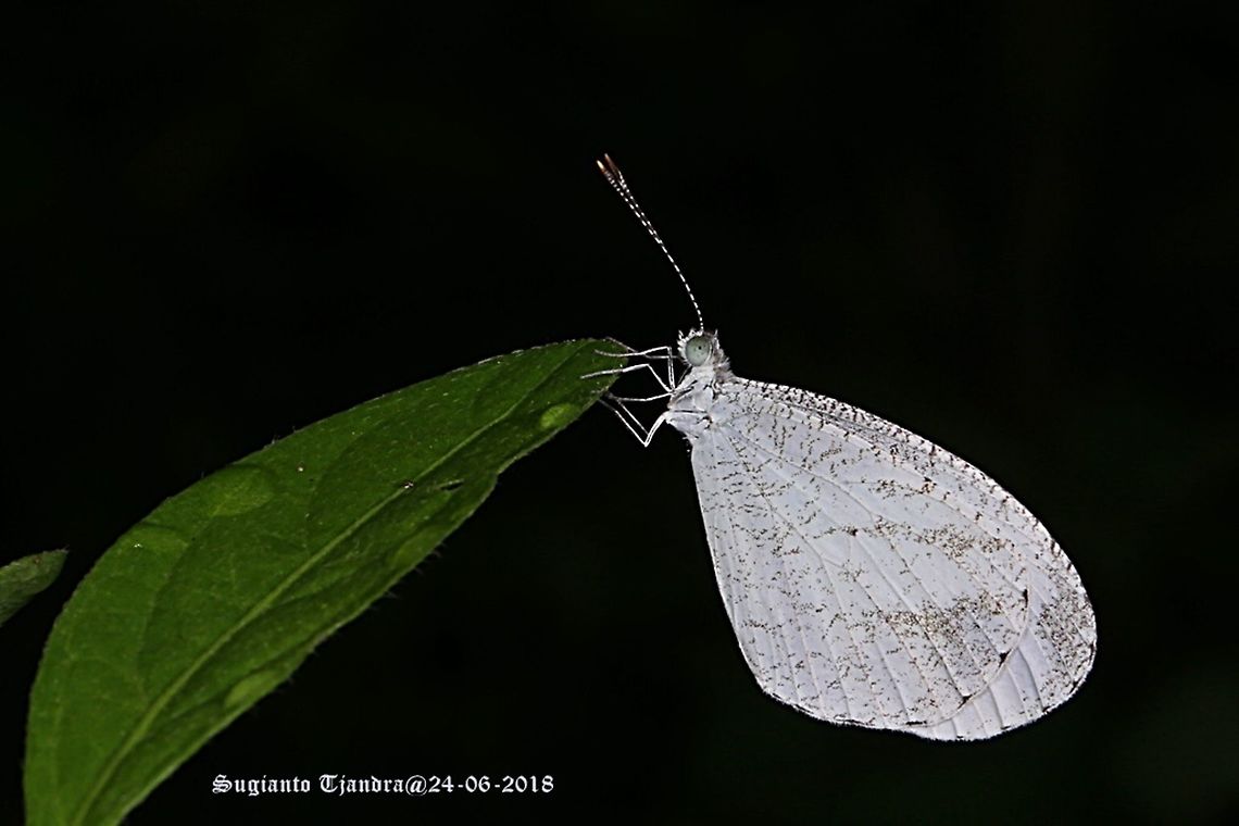 Leptosia nina fumigata, the psyche  Fall,Geotagged,Indonesia,Leptosia nina,Psyche