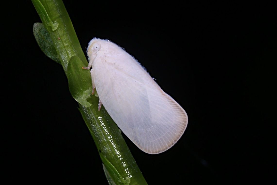 White Planthopper, Flatormenis proxima  Fall,Flatormenis proxima,Geotagged,Indonesia