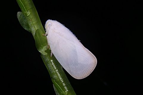White Planthopper, Flatormenis proxima  Fall,Flatormenis proxima,Geotagged,Indonesia