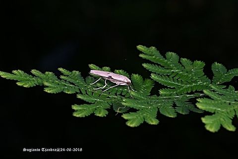 Moth, Unknown Species  Fall,Geotagged,Indonesia