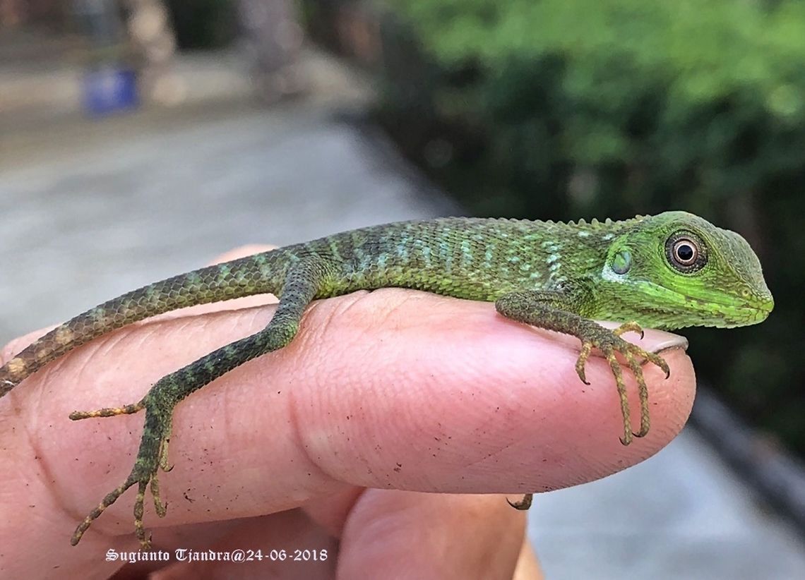 Green Crested Lizard, Agamidae - baby lizard  Bronchocela cristatella,Fall,Geotagged,Indonesia