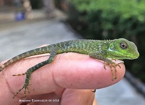 Green Crested Lizard, Agamidae - baby lizard  Bronchocela cristatella,Fall,Geotagged,Indonesia