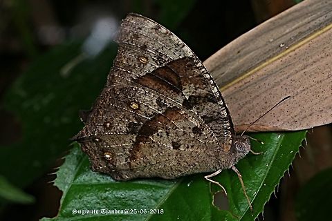 Common Evening Brown, Melanitis leda (dry season form)  Fall,Geotagged,Indonesia