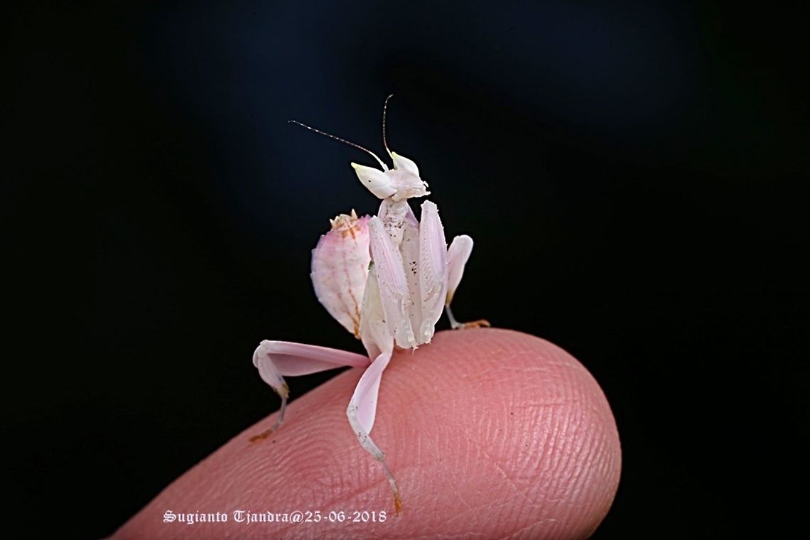 Orchid Mantis, Hymenopus coronatus  Fall,Geotagged,Hymenopus coronatus,Indonesia,Malaysian Orchid Mantis