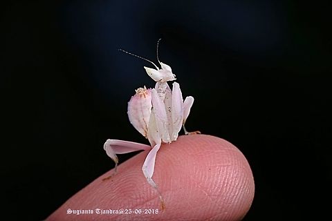 Orchid Mantis, Hymenopus coronatus  Fall,Geotagged,Hymenopus coronatus,Indonesia,Malaysian Orchid Mantis