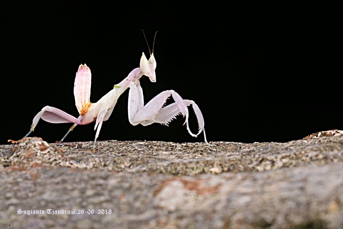 Orchid Mantis, Hymenopus coronatus  Fall,Geotagged,Hymenopus coronatus,Indonesia,Malaysian Orchid Mantis