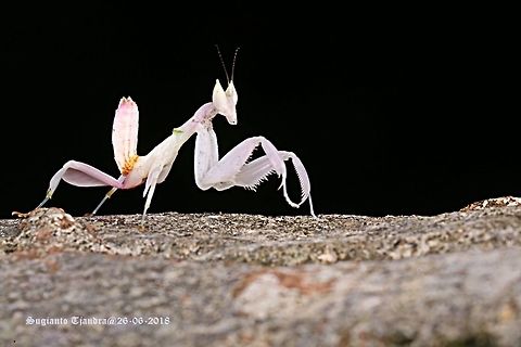 Orchid Mantis, Hymenopus coronatus  Fall,Geotagged,Hymenopus coronatus,Indonesia,Malaysian Orchid Mantis