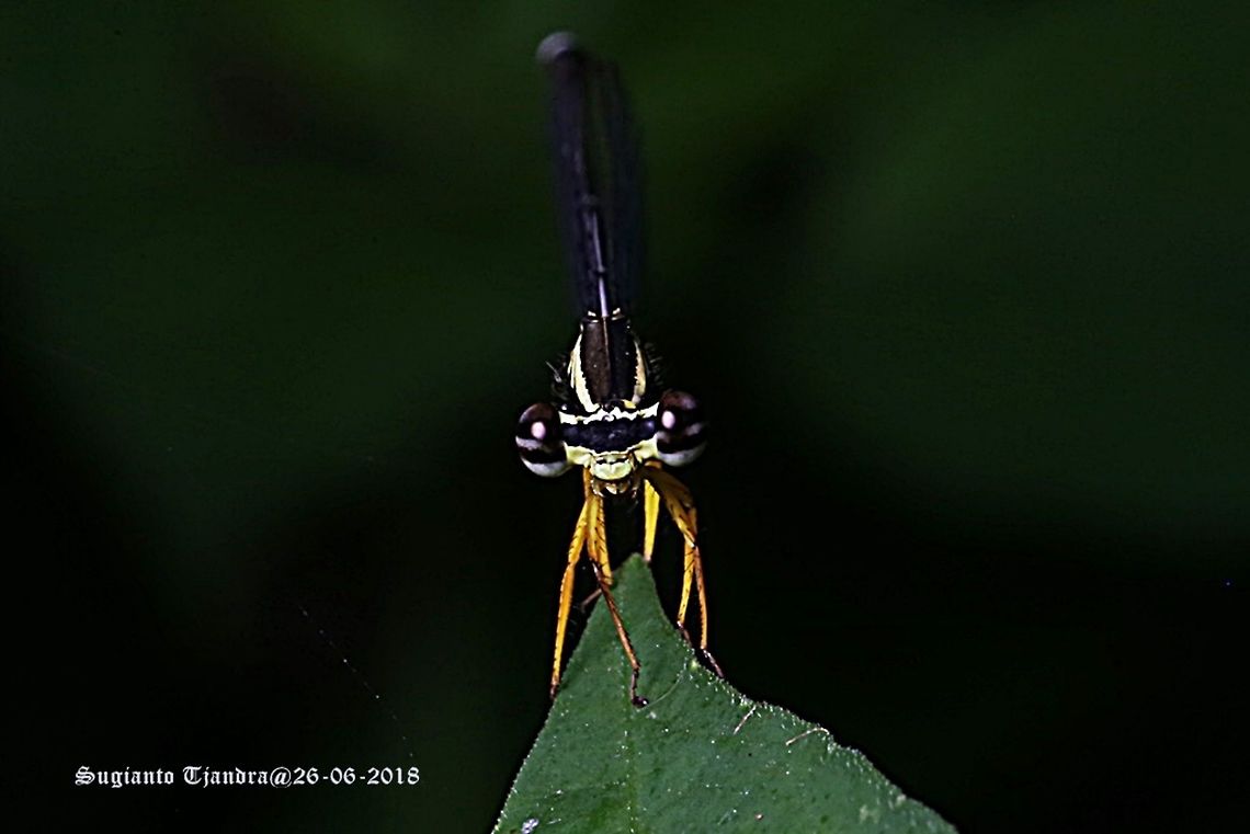 Yellow Bush Dart - Male, Copera marginipes Sp, family of Platycnemididae  Copera marginipes,Fall,Geotagged,Indonesia,Yellow bush dart