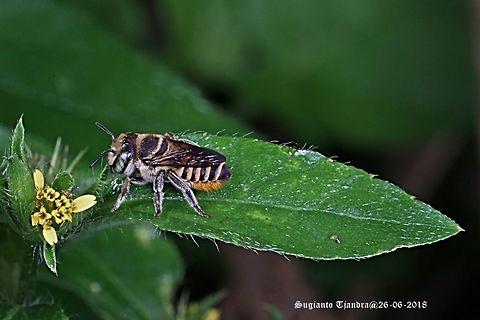 Leafcutting Bee, Megachile, Megachilidae Sp  Fall,Geotagged,Indonesia